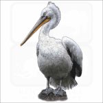 Dalmatian Pelican drawing