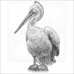 Dalmatian Pelican drawing