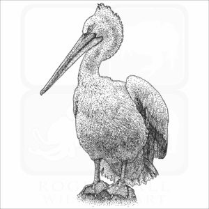 Dalmatian Pelican drawing