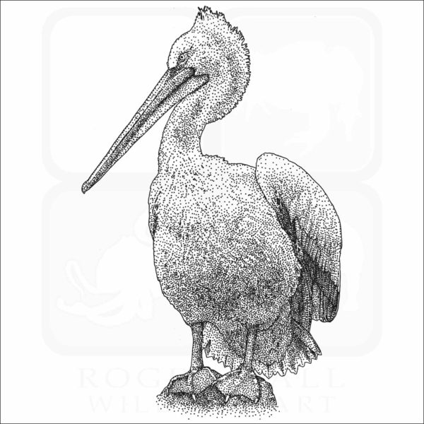 Dalmatian Pelican drawing