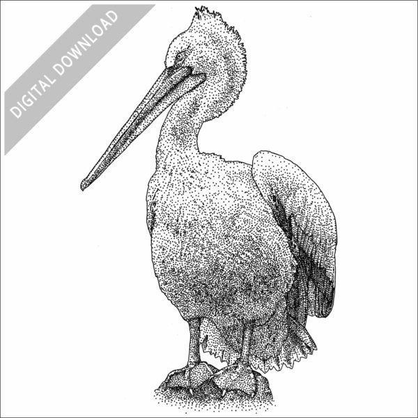 Dalmatian Pelican stock image
