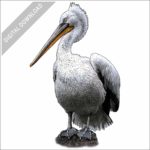 Dalmatian Pelican stock image