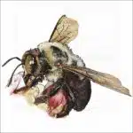 Eastern Carpenter Bee illustration