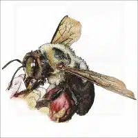 Eastern Carpenter Bee illustration