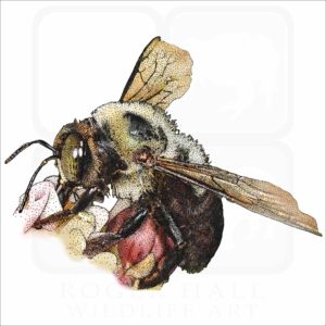 Eastern Carpenter Bee illustration
