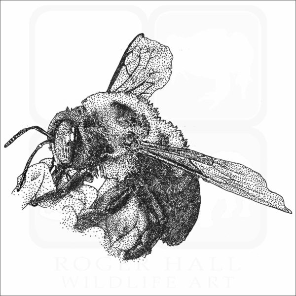 Eastern Carpenter Bee illustration