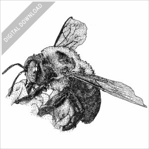 Eastern Carpenter Bee stock illustration