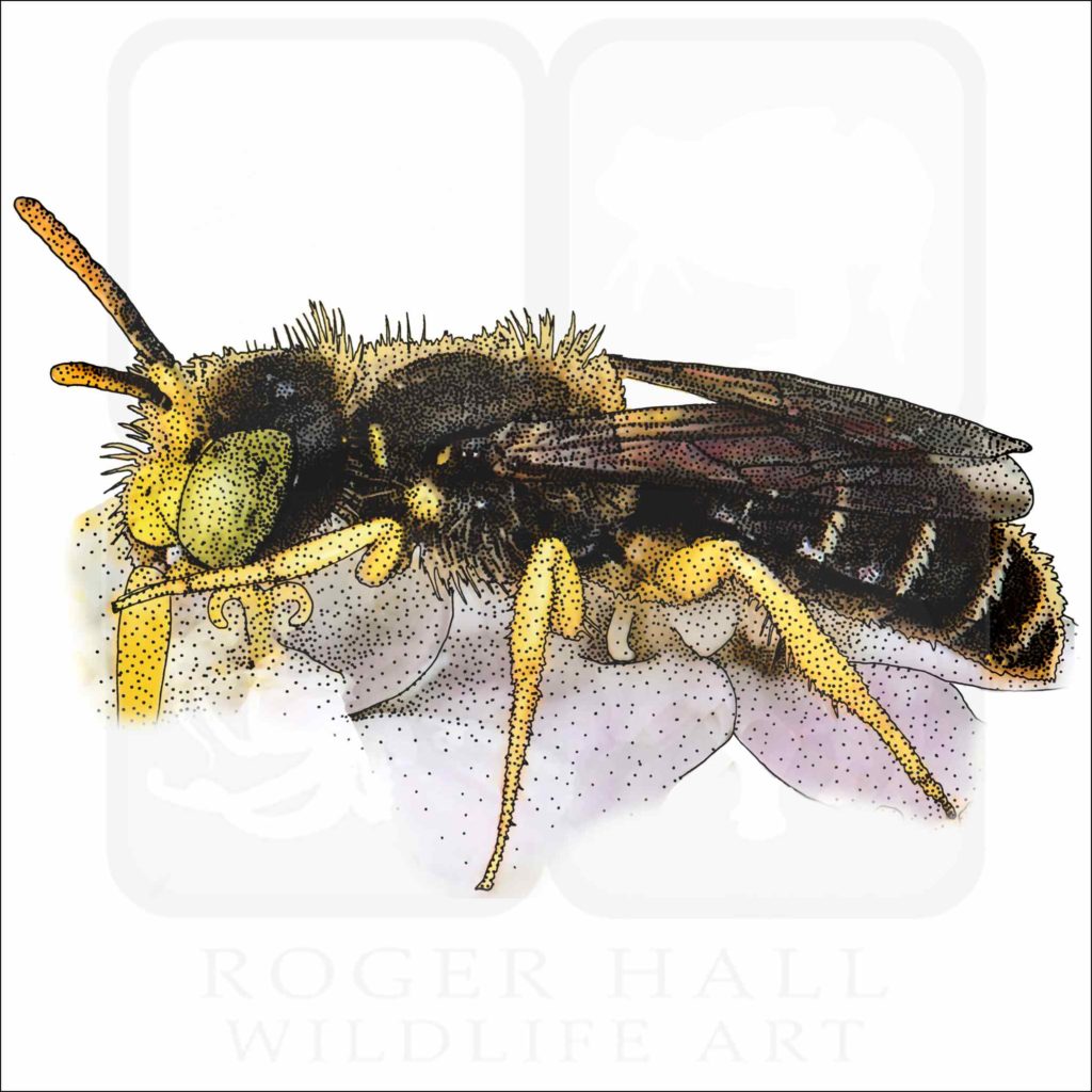 Eastern Miner Bee - Signed Fine Art Print