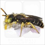 Eastern Miner Bee drawing