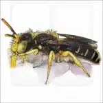 Eastern Miner Bee drawing