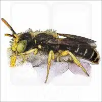 Eastern Miner Bee drawing