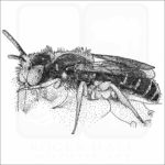Eastern Miner Bee drawing