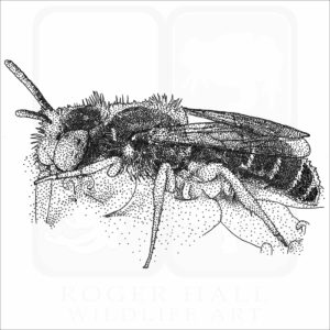 Eastern Miner Bee drawing