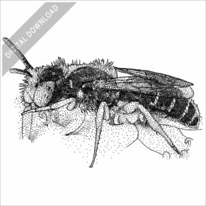 Eastern Miner Bee stock image