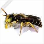 Eastern Miner Bee stock image
