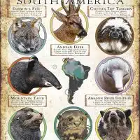 Endangered Mammals of South America poster print