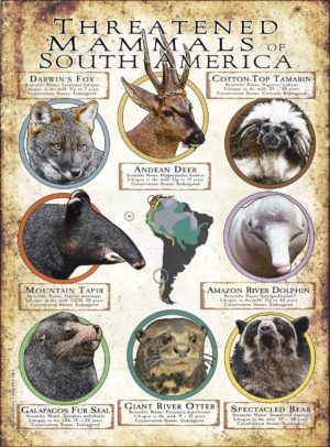 Endangered Mammals of South America poster print