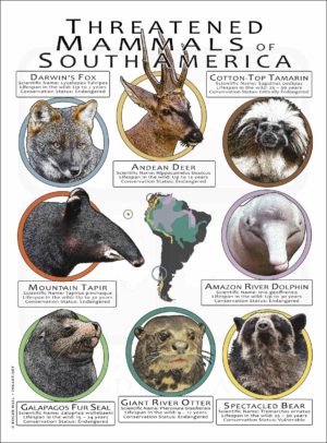 Endangered Mammals of South America poster print