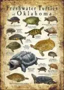 Freshwater Turtles of Oklahoma poster print