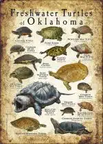 Freshwater Turtles of Oklahoma poster print