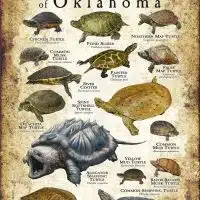 Freshwater Turtles of Oklahoma poster print