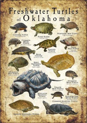 Freshwater Turtles of Oklahoma poster print