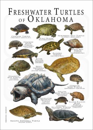 Freshwater Turtles of Oklahoma poster print