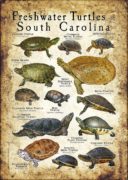Freshwater Turtles of South Carolina poster print