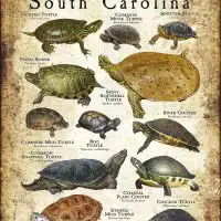Freshwater Turtles of South Carolina poster print
