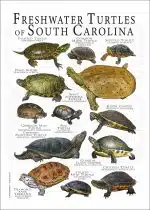 Freshwater Turtles of South Carolina poster print
