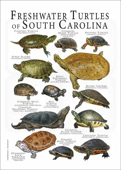 Freshwater Turtles of South Carolina poster print