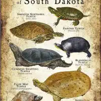 Freshwater Turtles of South Dakota poster print