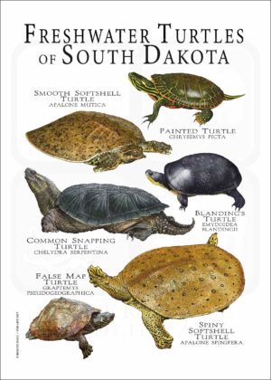 Freshwater Turtles of South Dakota poster print