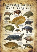 Freshwater Turtles of West Virginia poster print