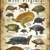 Freshwater Turtles of West Virginia poster print