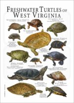 Freshwater Turtles of West Virginia poster print