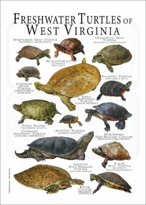 Freshwater Turtles of West Virginia poster print