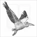 Great White Pelican drawing