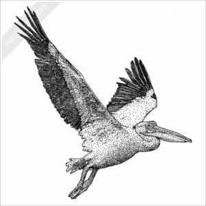 Great White Pelican stock image