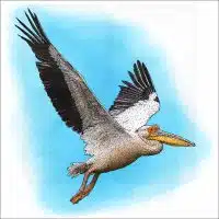 Great White Pelican drawing