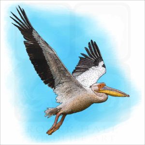 Great White Pelican drawing