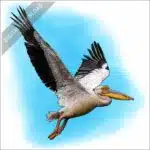 Great White Pelican stock image