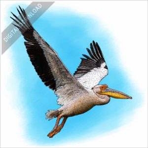 Great White Pelican stock image