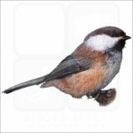 Grey-Headed Chickadee drawing