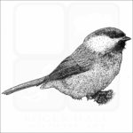 Grey-Headed Chickadee drawing