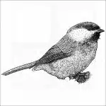 Grey-Headed Chickadee drawing