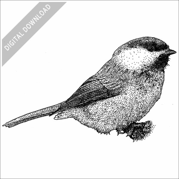 Grey-Headed Chickadee stock image