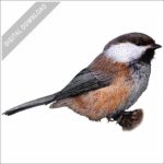 Grey-Headed Chickadee stock image