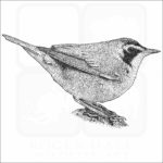 Kentucky Warbler illustration