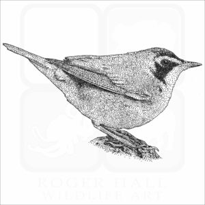 Kentucky Warbler illustration